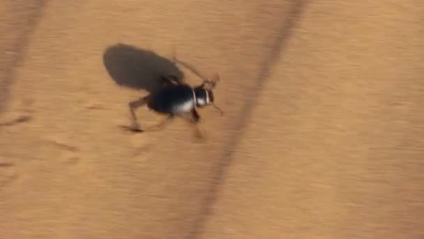 Escarabajo escarabajo corriendo en el desierto — Vídeos de Stock