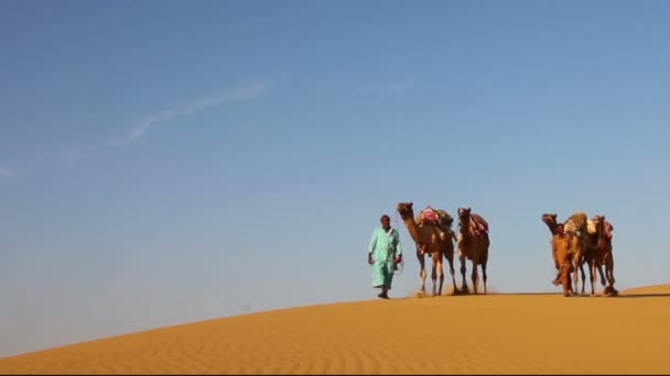 Cameleers dans le désert - caravane de chameaux sur une dune de sable — Video