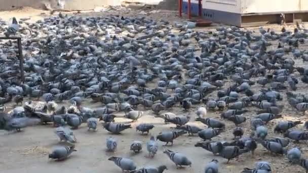 Many pigeons in Jaipur India — Stock Video