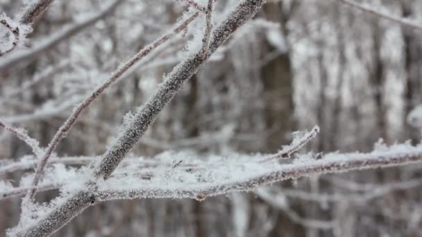 Winter tree branch and snow close-up — Stock Video