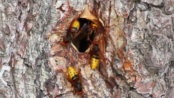 Hornet 's nest in tree hollow - timelapse — стоковое видео