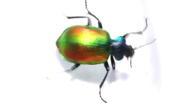 Large green beetle running macro — Stock Video