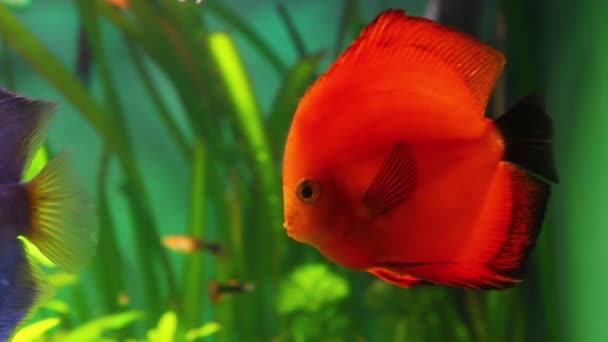 Pez disco rojo en el acuario — Vídeo de stock