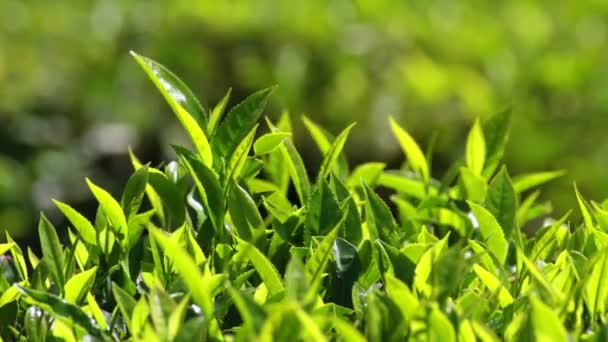 Teepflanzen aus nächster Nähe in munnar kerala indien — Stockvideo