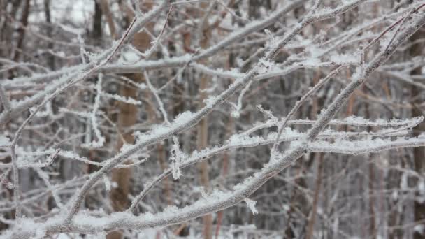 Ветка зимних деревьев и снег — стоковое видео