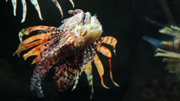 Lionfish zebrafish underwater close-up — Stock Video
