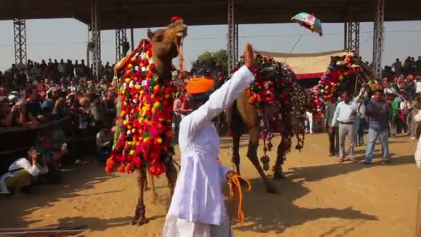 Competition to decorate camels at fair in Pushkar India — Stock Video