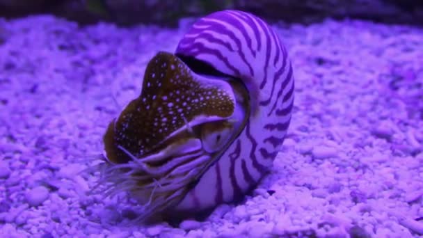 Nautilus shell underwater — Stock Video