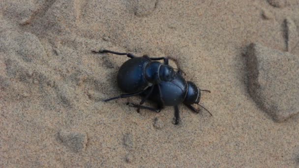 Os besouros escaravelhos acasalam na areia - macro — Vídeo de Stock