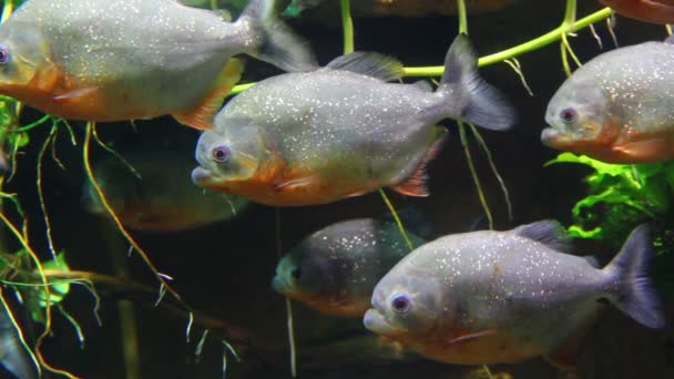 Pirañas peces bajo el agua — Vídeo de stock