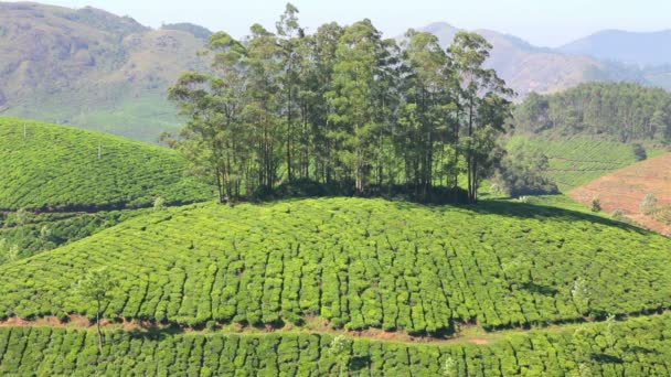 Plantação de chá de montanha em Munnar Kerala Índia — Vídeo de Stock