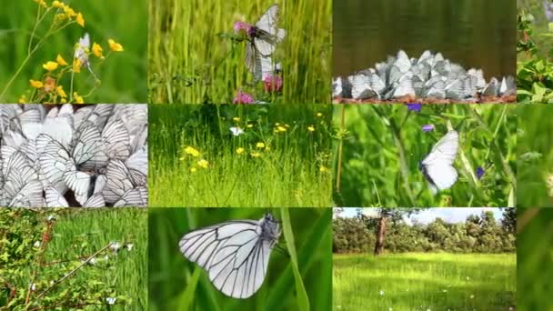 Viele schöne Schmetterlinge und Marienkäfer — Stockvideo