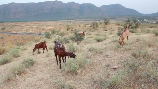 Grazing goats in India — Stock Video