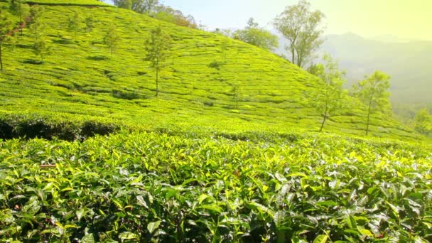 Plantación de té de montaña en Munnar Kerala India — Vídeos de Stock