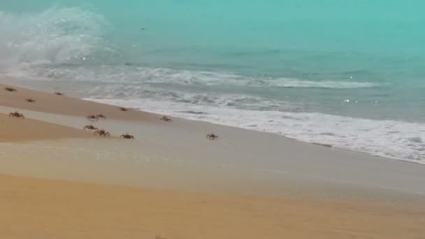 在海滩上的很多螃蟹 — 图库视频影像