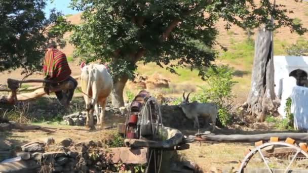 Колодец в Индии - бык крутит водяное колесо — стоковое видео