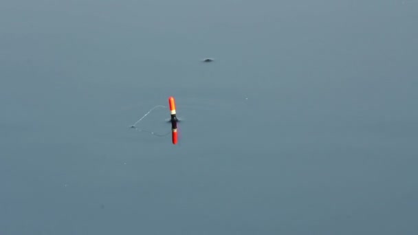 Just Fishing Cork Floating On Calm Lake Stock Photo - Download