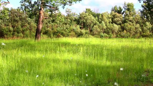 Muchas mariposas blancas en verano - aporia crataegi — Vídeos de Stock