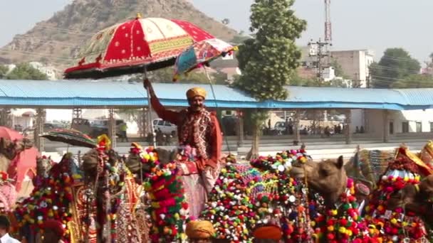 Конкурс по украшению верблюдов на ярмарке в Пушкар Индия — стоковое видео