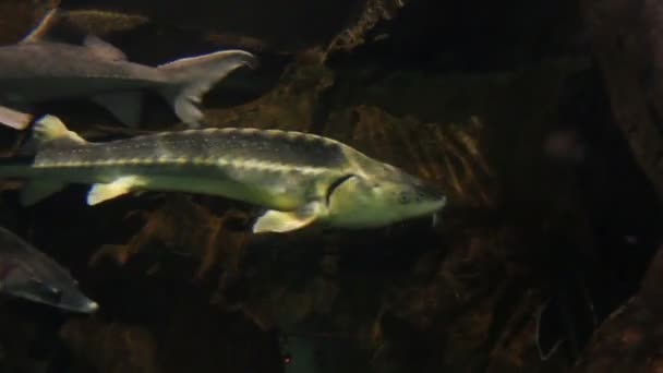 Rysk stör fisken under vattnet — Stockvideo