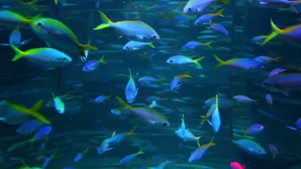 Escola de muitos peixes em aquário — Vídeo de Stock