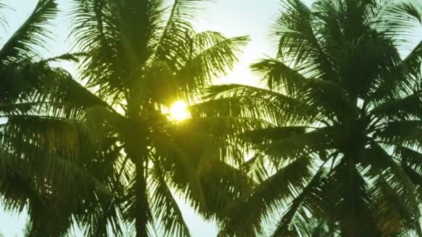 Soarele straluceste frunze de palmier — Videoclip de stoc