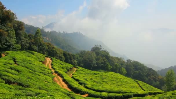 Plantação de chá de montanha em Munnar Kerala Índia — Vídeo de Stock