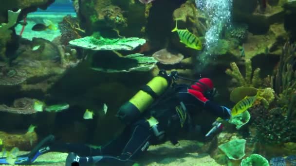 Mergulhador no oceanário — Vídeo de Stock
