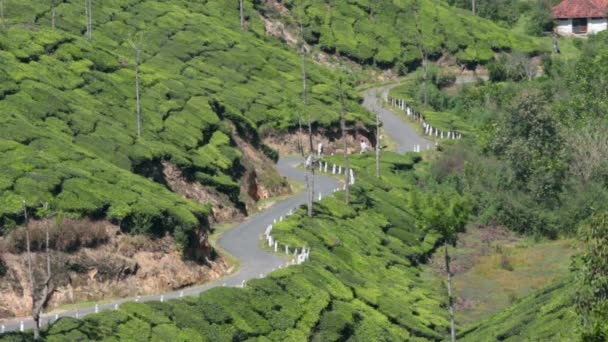 Camino entre plantaciones de té en Munnar Kerala India — Vídeo de stock