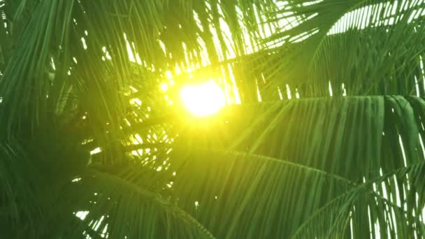 Slunce svítí přes palmové listy — Stock video