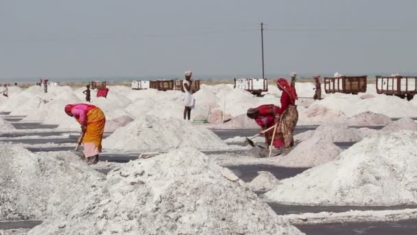 Добыча соли на озере Самбхар в Индии — стоковое видео
