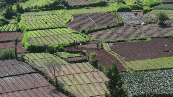 Bönderna arbetar i grönsaksodlingar i Indien — Stockvideo