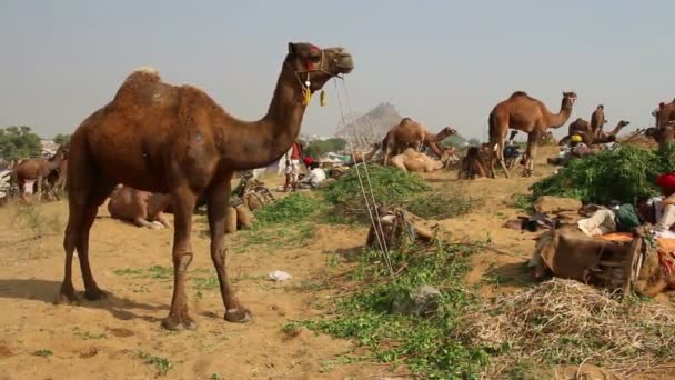 Pushkar kameel eerlijke - groep van kamelen tijdens festival — Stockvideo