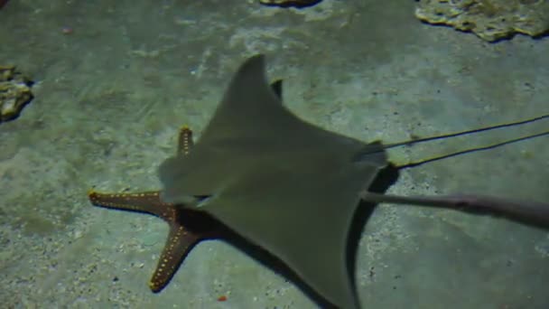 Estrellas de mar y rayas en aguas poco profundas — Vídeos de Stock
