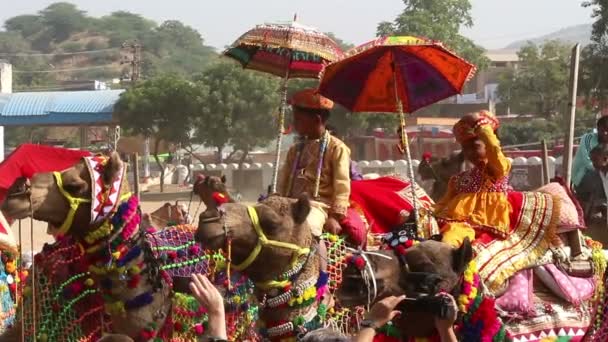 Competition to decorate camels at fair in Pushkar India — Stock Video