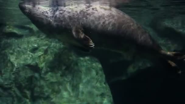 Тюлень под водой — стоковое видео