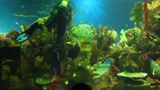 Dykare i oceanarium — Stockvideo