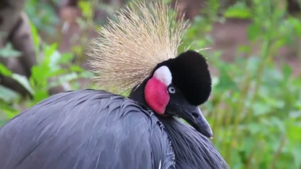 Garza de cresta negra — Vídeo de stock