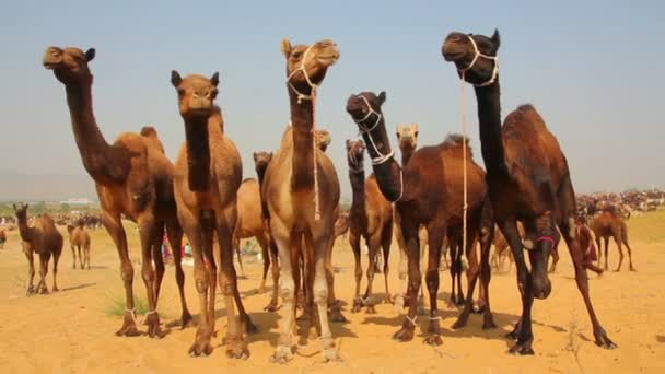 Feria de camellos Pushkar - grupo de camellos durante el festival — Vídeo de stock