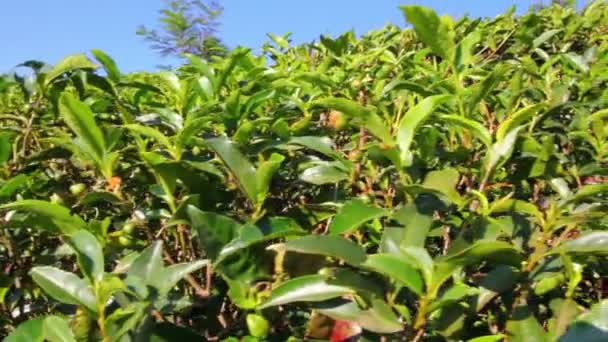 Plantas de chá close-up em Munnar Kerala Índia — Vídeo de Stock