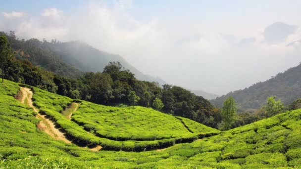 Bergteeplantage in munnar kerala indien — Stockvideo