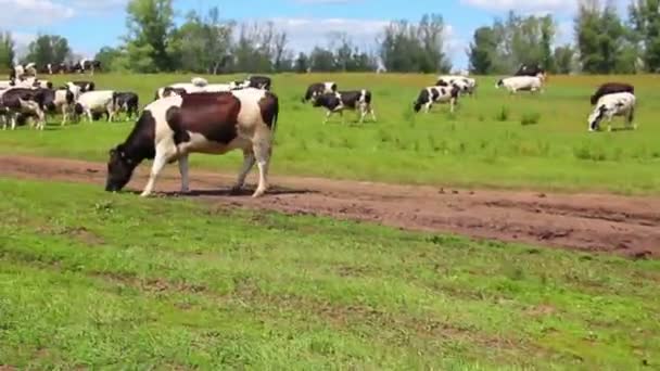 Beslag van koeien op de weide — Stockvideo