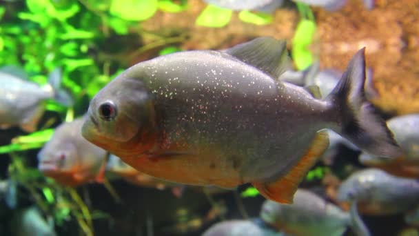 Pirañas peces bajo el agua — Vídeo de stock