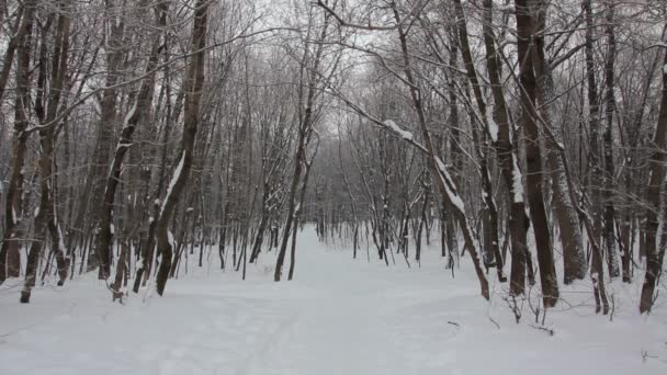 Inverno paisagem florestal — Vídeo de Stock