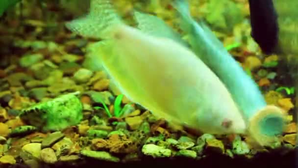 Alimentar a los peces en el acuario - timelapse — Vídeo de stock