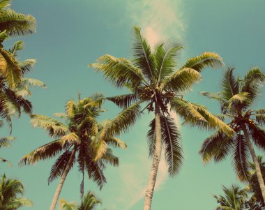 palms under blue sky - vintage retro style clipart