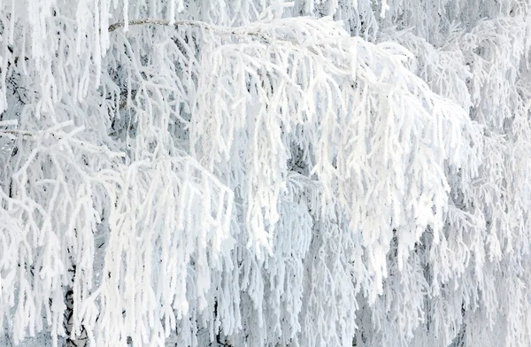 Björk grenar täckta med frost — Stockfoto