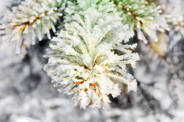 Frozen twigs of pine macro — Stock Photo, Image