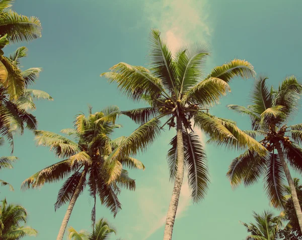 Palmeras bajo el cielo azul - estilo retro vintage — Foto de Stock