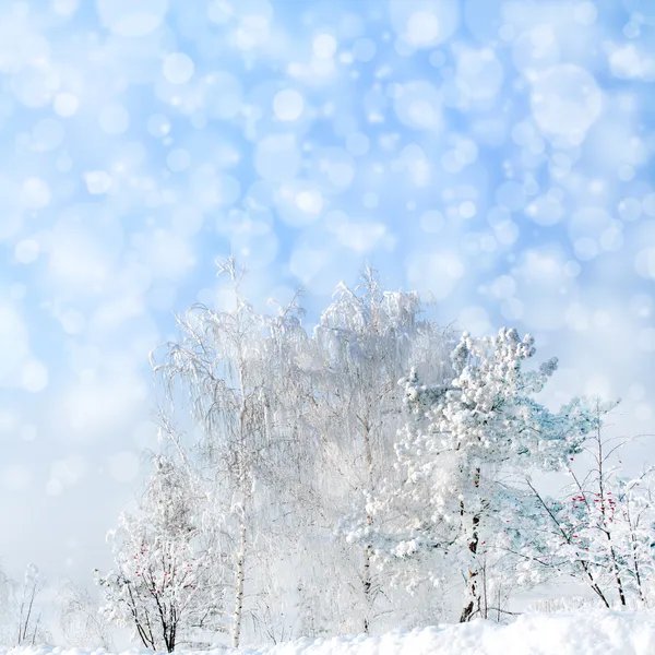 Paisagem de inverno com neve — Fotografia de Stock